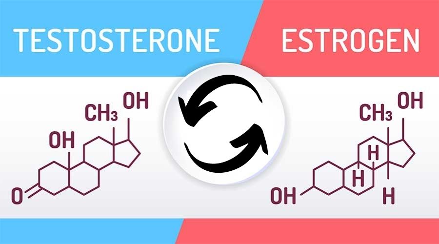 Testosterone converts into estrogen
