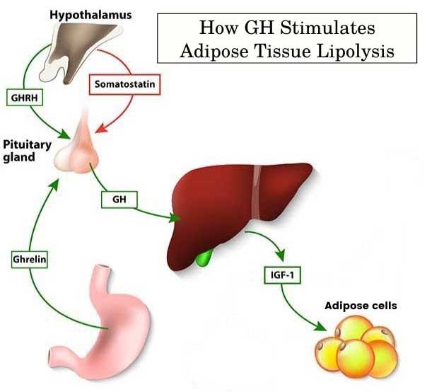 How GH Stimulates Adipose Tissue Lipolysis