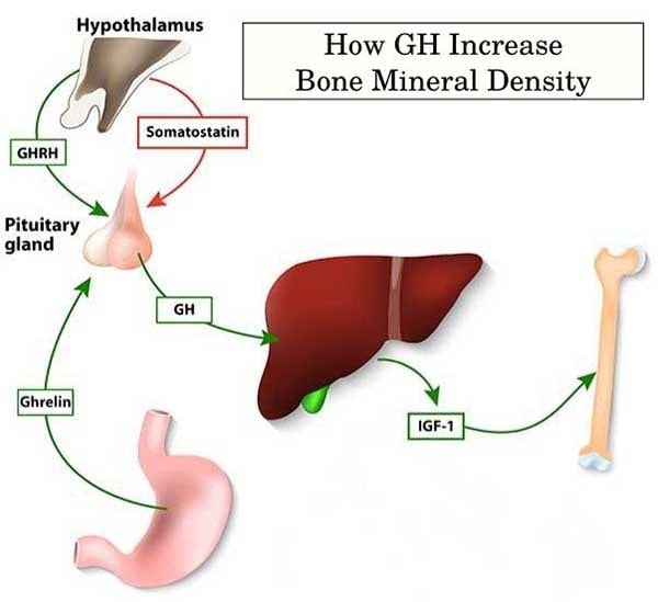 How GH Increase Bone Mineral Density