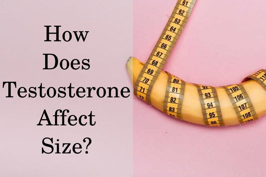 Can Testosterone Increase Penis Size In Adults HFS Clinic