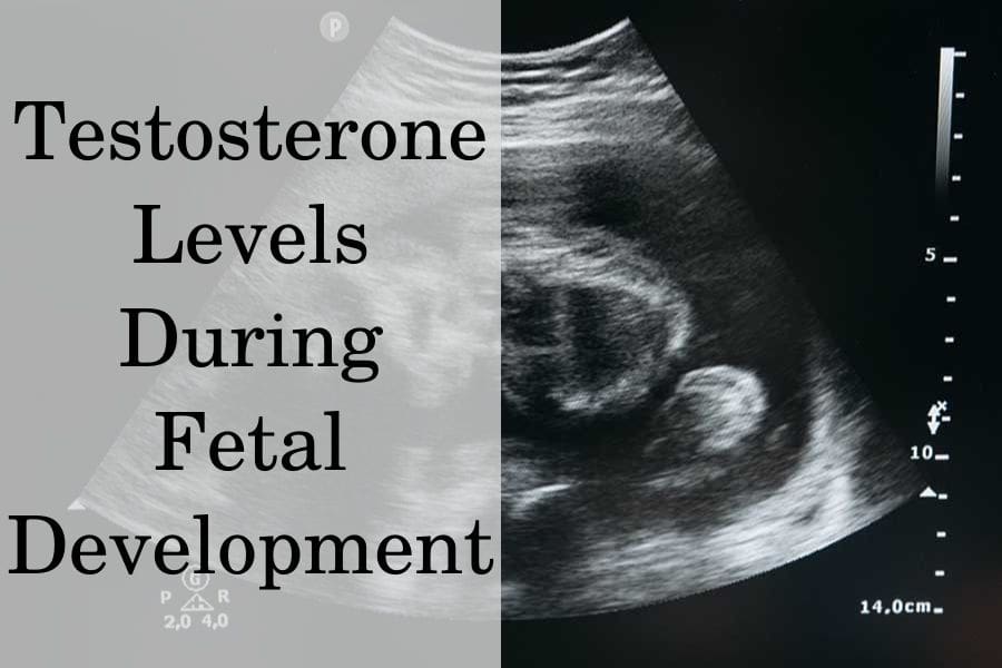 Testosterone Levels During Fetal Development