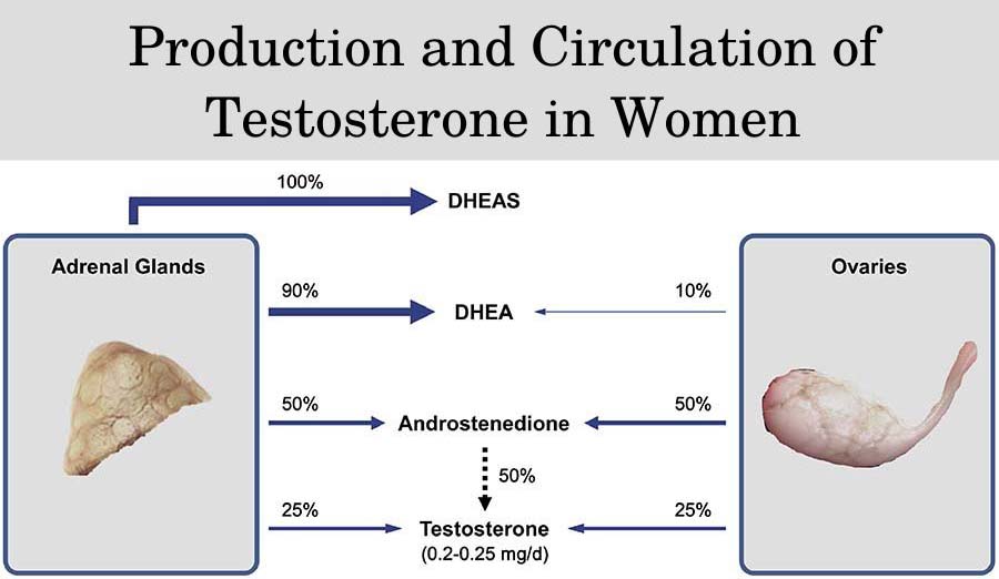 Production and circulation of testosterone in women