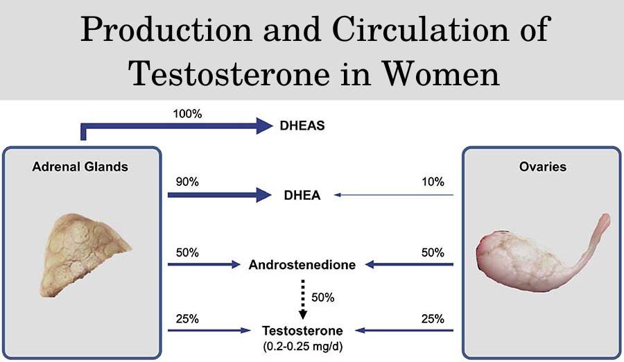 Analysis Of The Side Effects Of Testosterone For Women Hfs Clinic Hgh And Trt